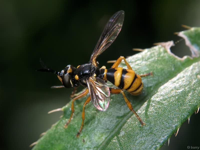 Conops quadrifasciatus